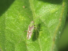 Conostethus venustus