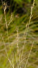 Aristida junciformis