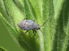 Deraeocoris ribauti