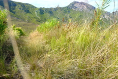 Aristida junciformis