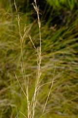 Aristida junciformis