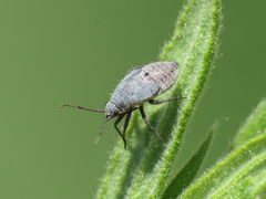 Deraeocoris ribauti