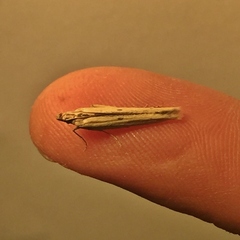 Mirificarma