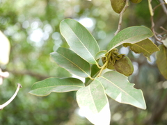 Diospyros paniculata