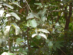 Diospyros paniculata