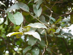 Diospyros paniculata