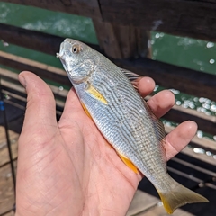 Umbrina roncador