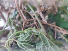 Aglais urticae