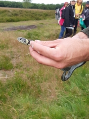 Natrix natrix natrix