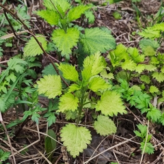 Urtica dioica