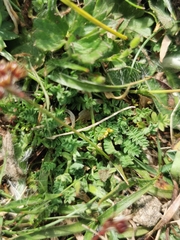 Ornithopus perpusillus