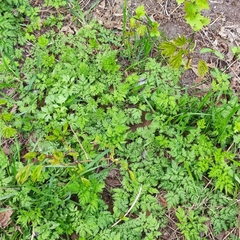 Anthriscus sylvestris