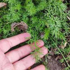 Tripleurospermum inodorum