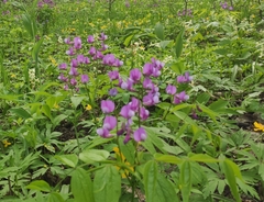 Lathyrus vernus