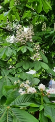 Aesculus hippocastanum