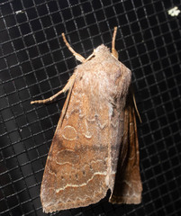 Orthosia revicta