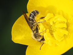 Chelostoma florisomne