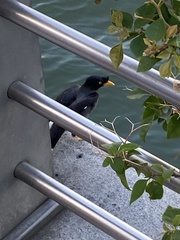 Acridotheres javanicus