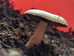 Fungi