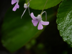 Impatiens acaulis