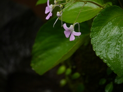 Impatiens acaulis