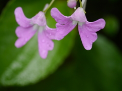 Impatiens acaulis