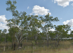 Eucalyptus chartaboma