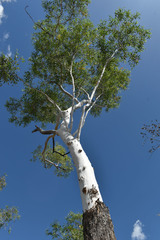 Eucalyptus chartaboma