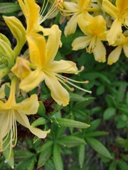 Rhododendron luteum