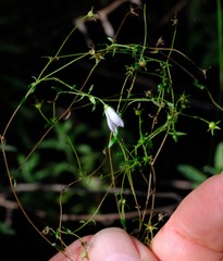 Wahlenbergia riversdalensis