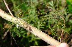Wahlenbergia riversdalensis