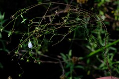 Wahlenbergia riversdalensis