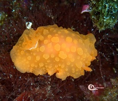 Doriopsilla pelseneeri