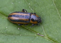 Prasocuris phellandrii