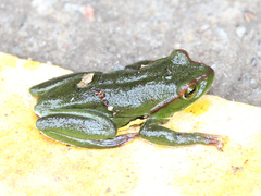 Zhangixalus burmanus