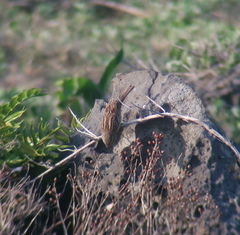 Emberiza spodocephala