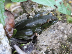 Zhangixalus burmanus