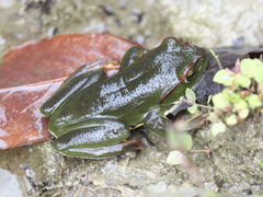 Zhangixalus burmanus