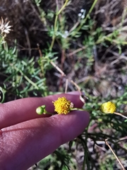 Senecio pubigerus