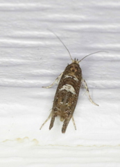 Acrolepiopsis