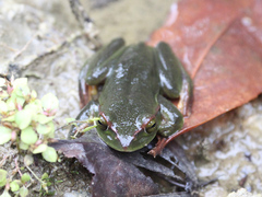 Zhangixalus burmanus