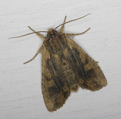 Lithophane hemina