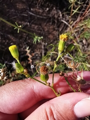 Senecio pubigerus