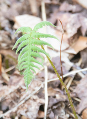 Phegopteris connectilis