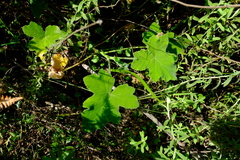 Pelargonium tomentosum