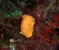 Doriopsilla pelseneeri