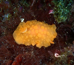 Doriopsilla pelseneeri