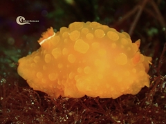 Doriopsilla pelseneeri