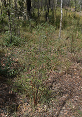 Indigofera scabrella