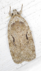Agonopterix curvilineella